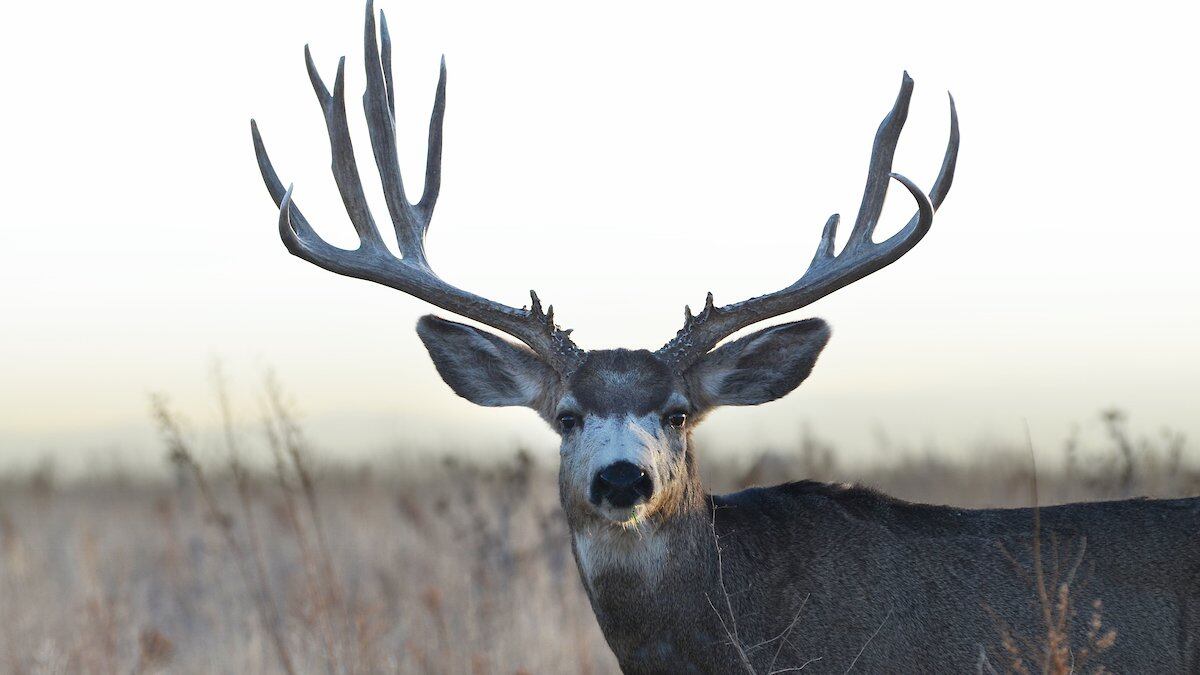 Application period for big-game licenses in Colorado opens March 1