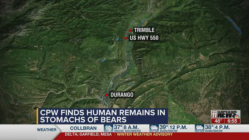 Human remains found in stomach of euthanized bears