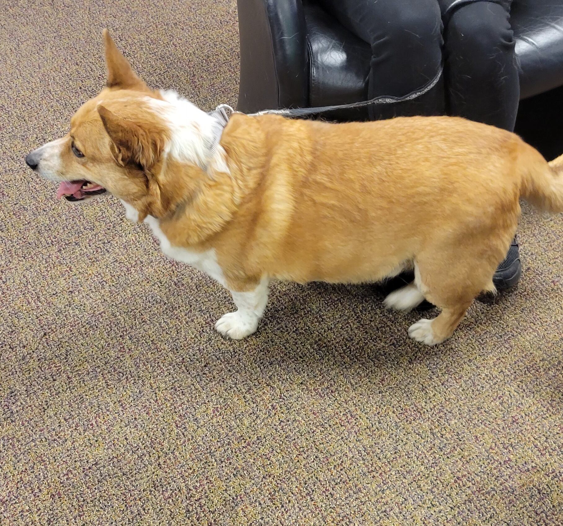 Roice-Hurst pet of the week - Vimarsana News