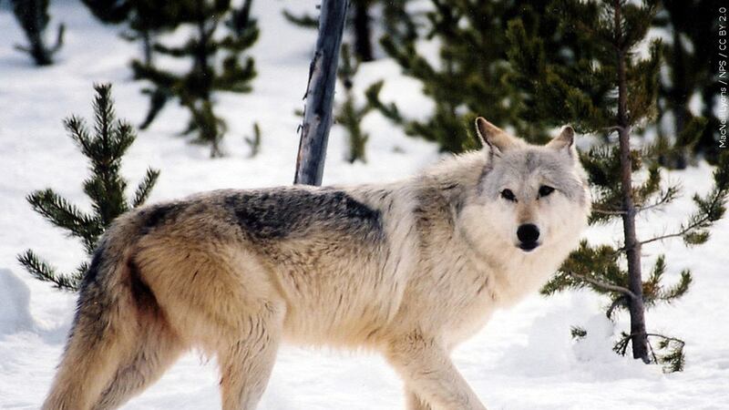 Wolf reintroduction has gone back and forth over the past several decades.