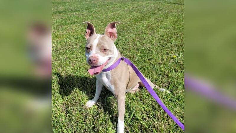 Roice-Hurst Pet of the Week: 'Meet Karma'