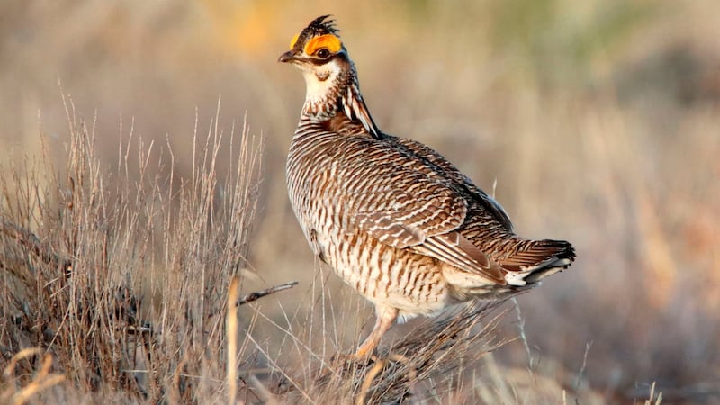 FILE - A lesser prairie chicken is seen amid the bird's annual mating ritual near Milnesand,...