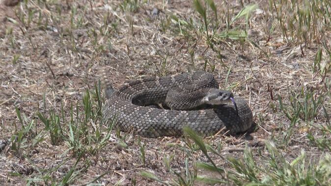 Rattlesnake avoidance training for dogs - Vimarsana News
