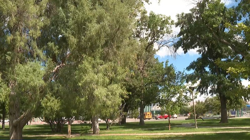 Trees in Lincoln Park in Grand Junction