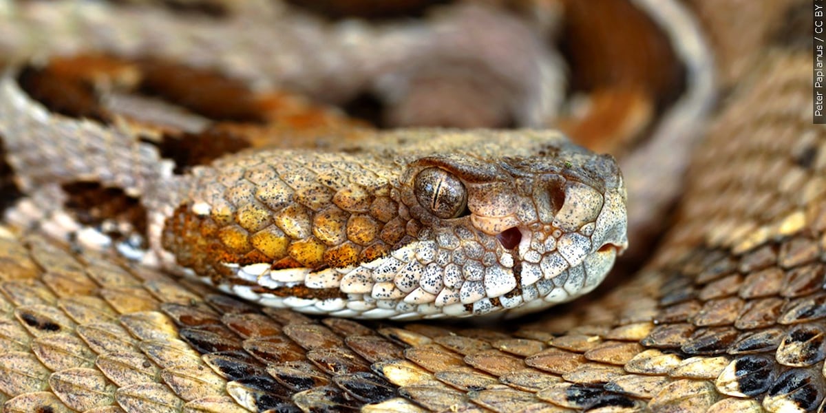 Webcam monitors hundreds of rattlesnakes at a Colorado ‘mega den’ for
