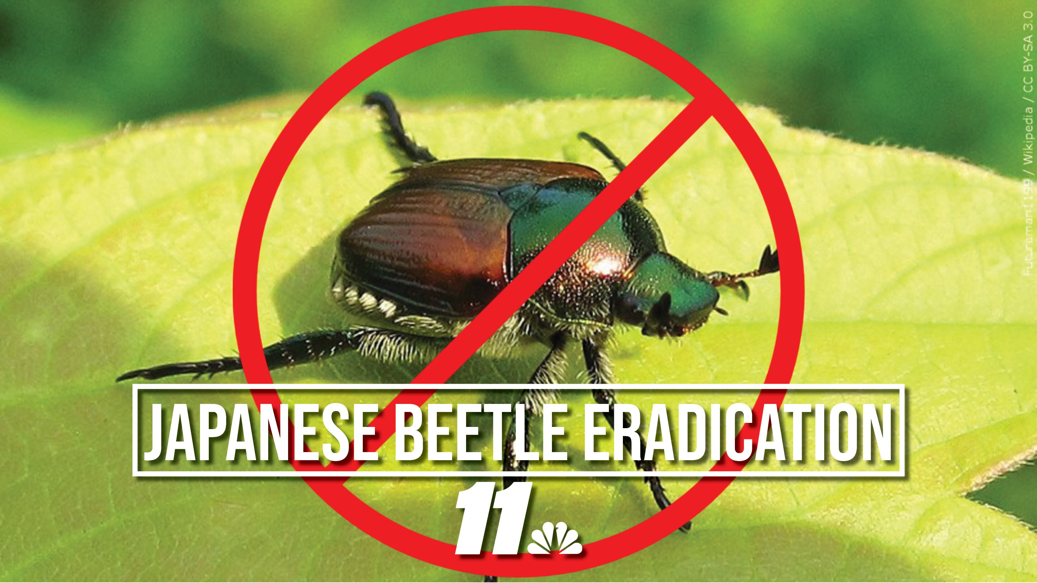 Mesa County receives funding to eradicate Japanese Beetle - Vimarsana News