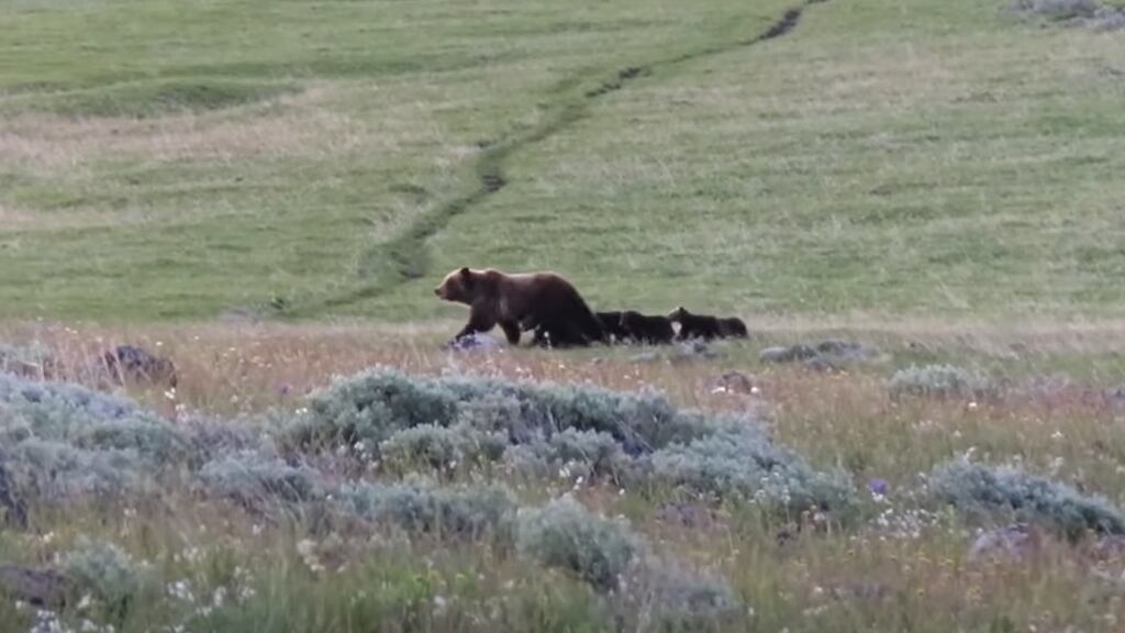 Grizzly with 5 cubs caught on camera in Yellowstone - Vimarsana News