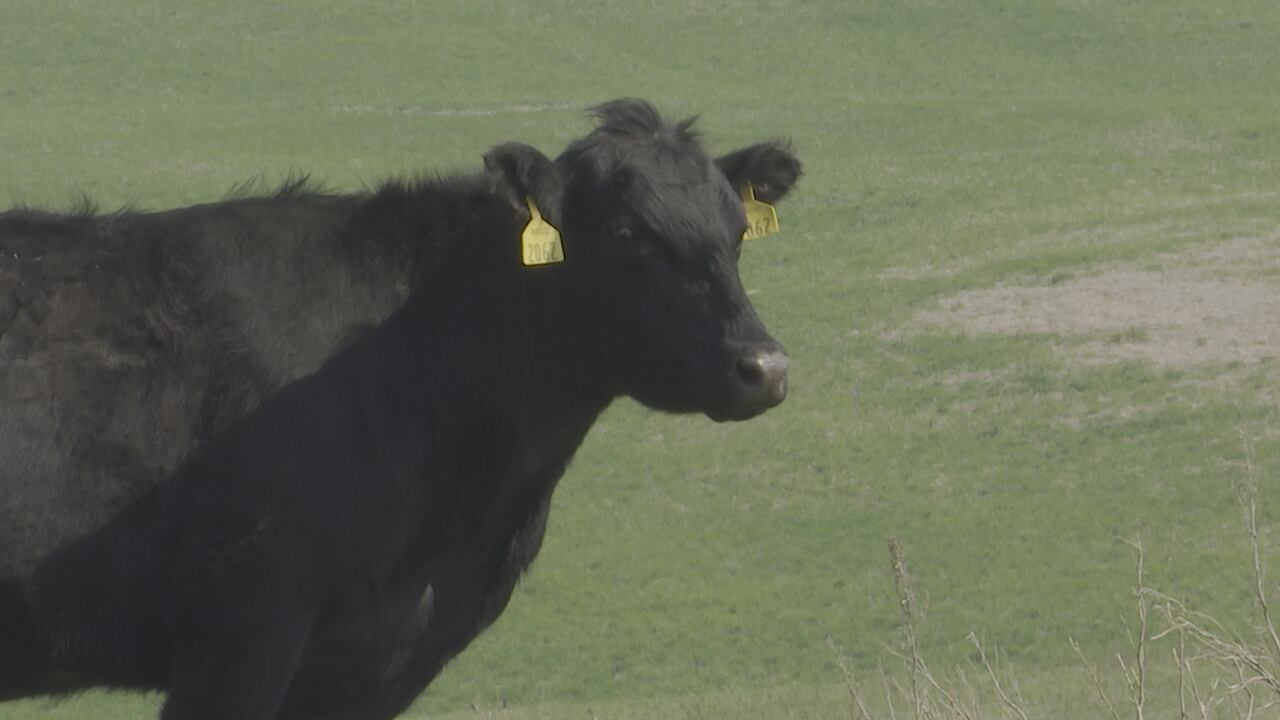 Highway 149 to expect cattle delays on May 27th - Vimarsana News